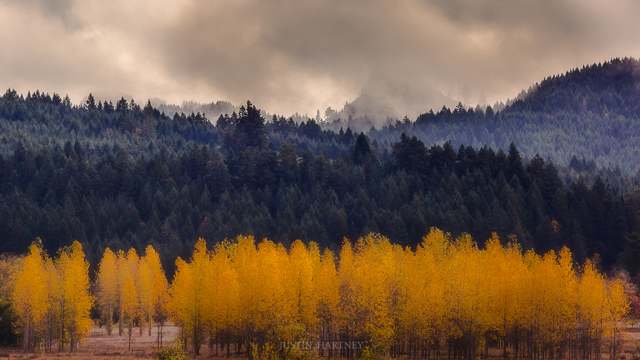 Arbres Verts Sous un Ciel Nuageux Pendant la Journée. Wallpaper in 2560x1440 Resolution