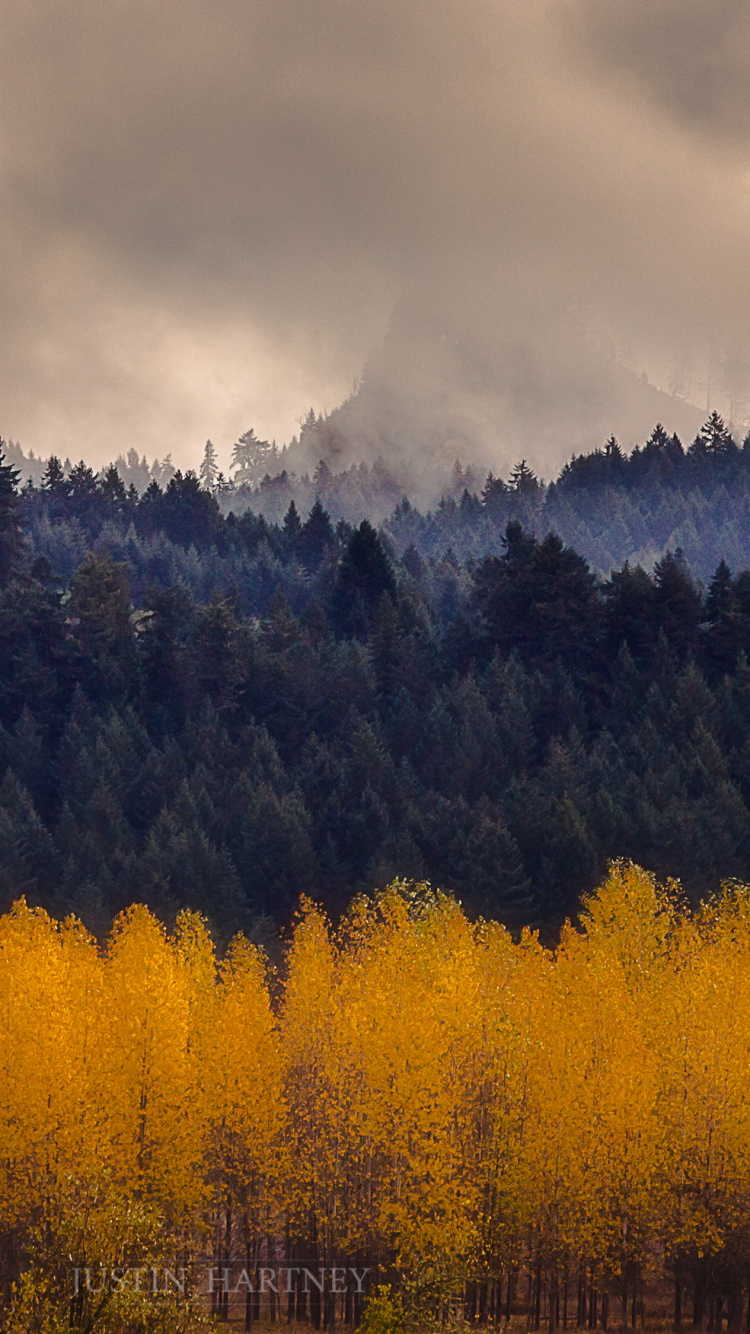 Arbres Verts Sous un Ciel Nuageux Pendant la Journée. Wallpaper in 750x1334 Resolution