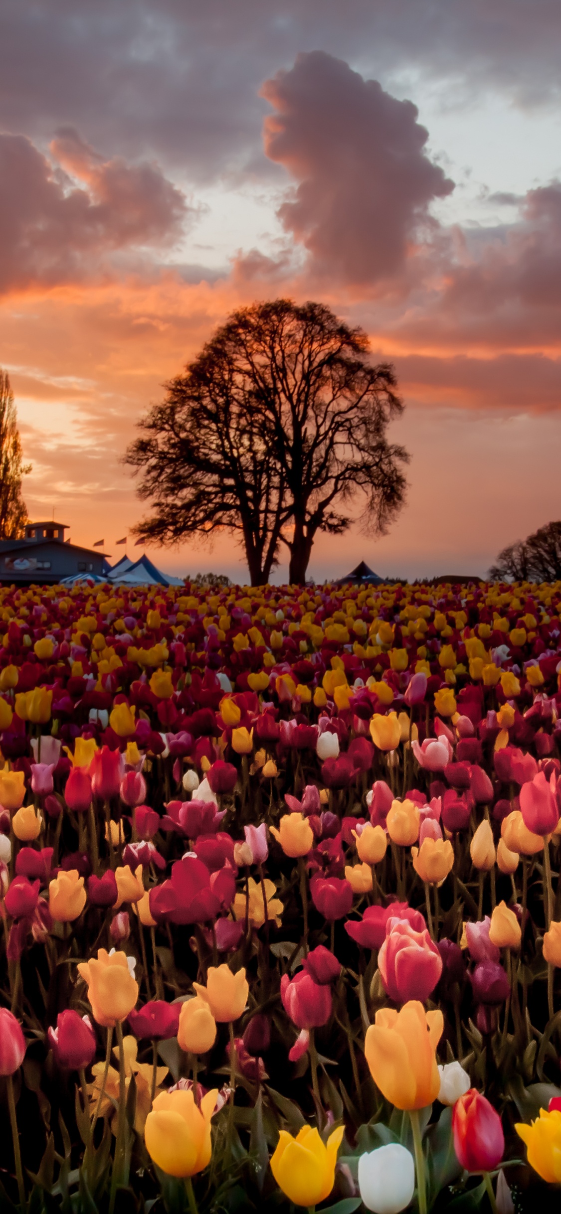 Purple and Yellow Flower Field During Sunset. Wallpaper in 1125x2436 Resolution