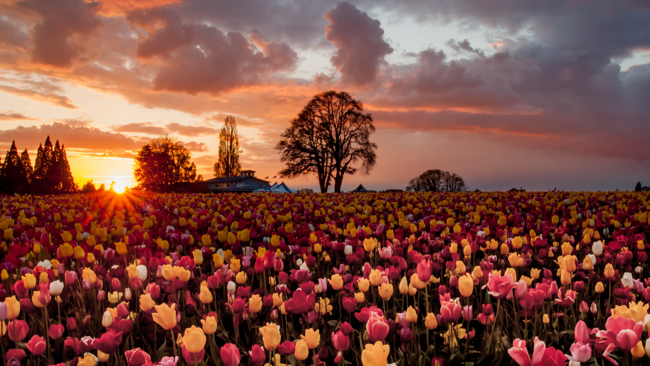 Purple and Yellow Flower Field During Sunset. Wallpaper in 1280x720 Resolution