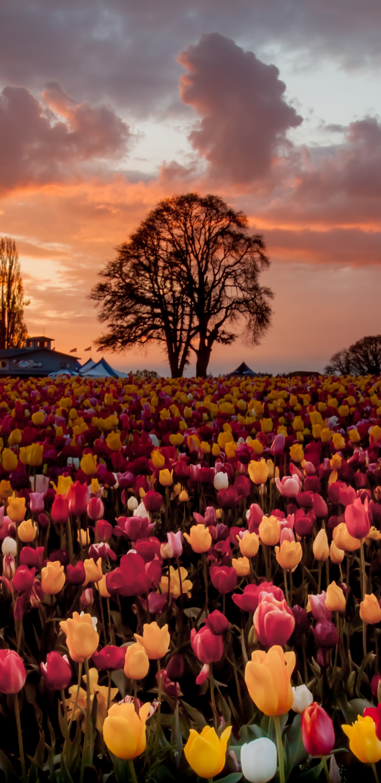 Purple and Yellow Flower Field During Sunset. Wallpaper in 1440x2960 Resolution