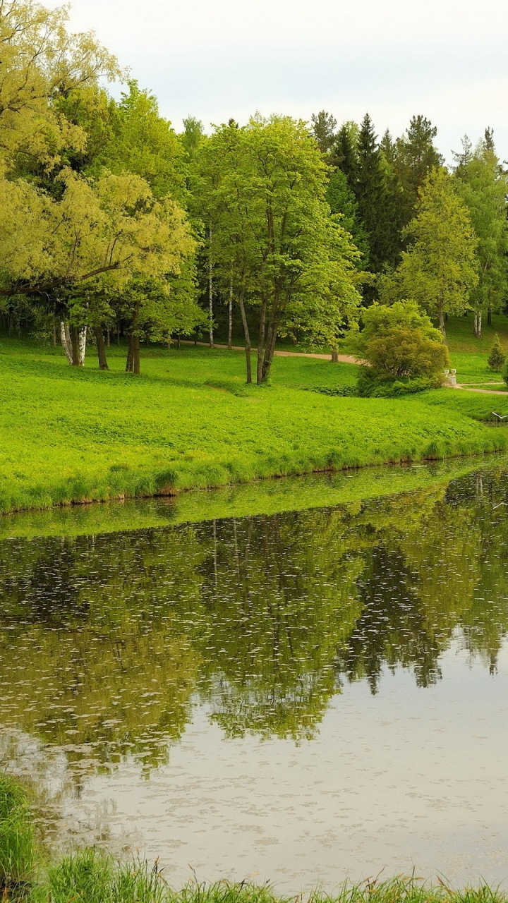 性质, 自然保护区, 反射, 银行, 植被 壁纸 720x1280 允许