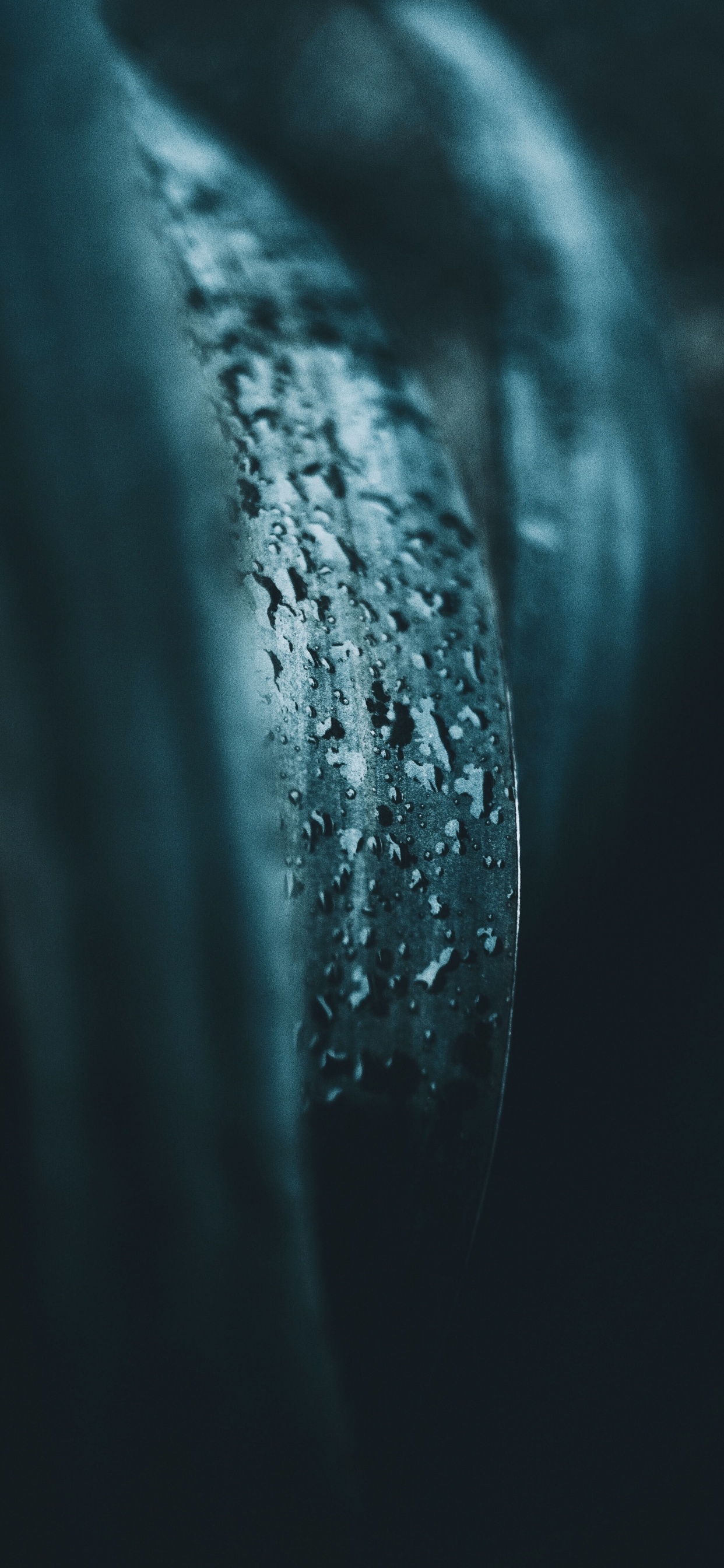 绿色的, 湿气, 关闭了 壁纸 1242x2688 允许