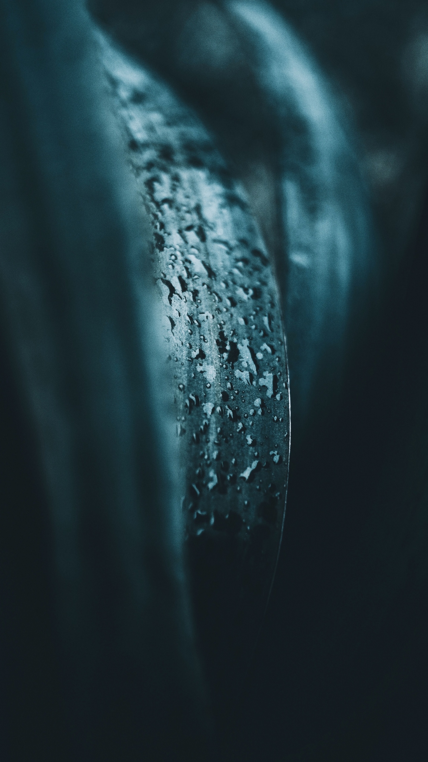 绿色的, 湿气, 关闭了 壁纸 1440x2560 允许