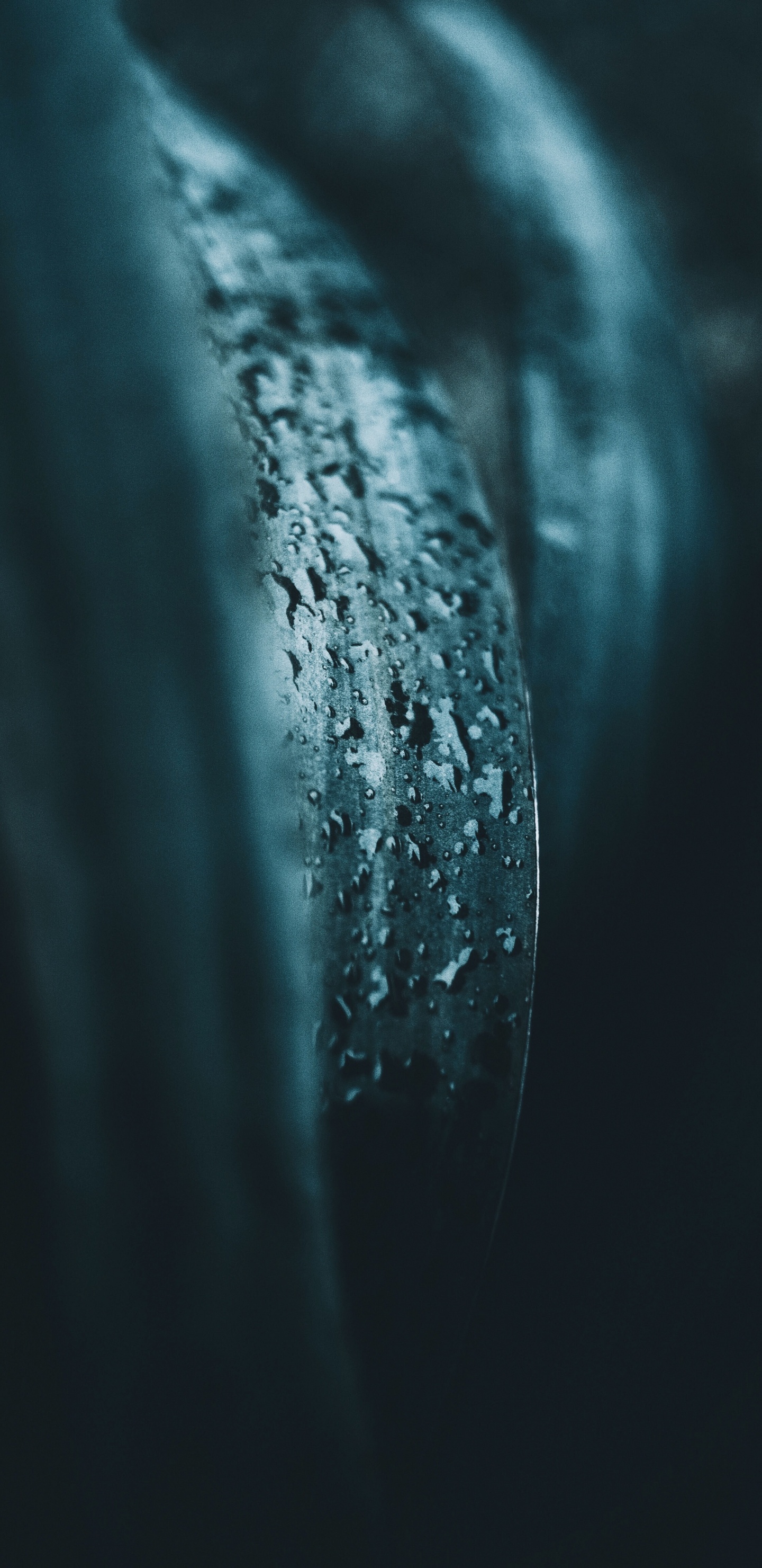 Blue, Water, Darkness, Turquoise, Tree. Wallpaper in 1440x2960 Resolution