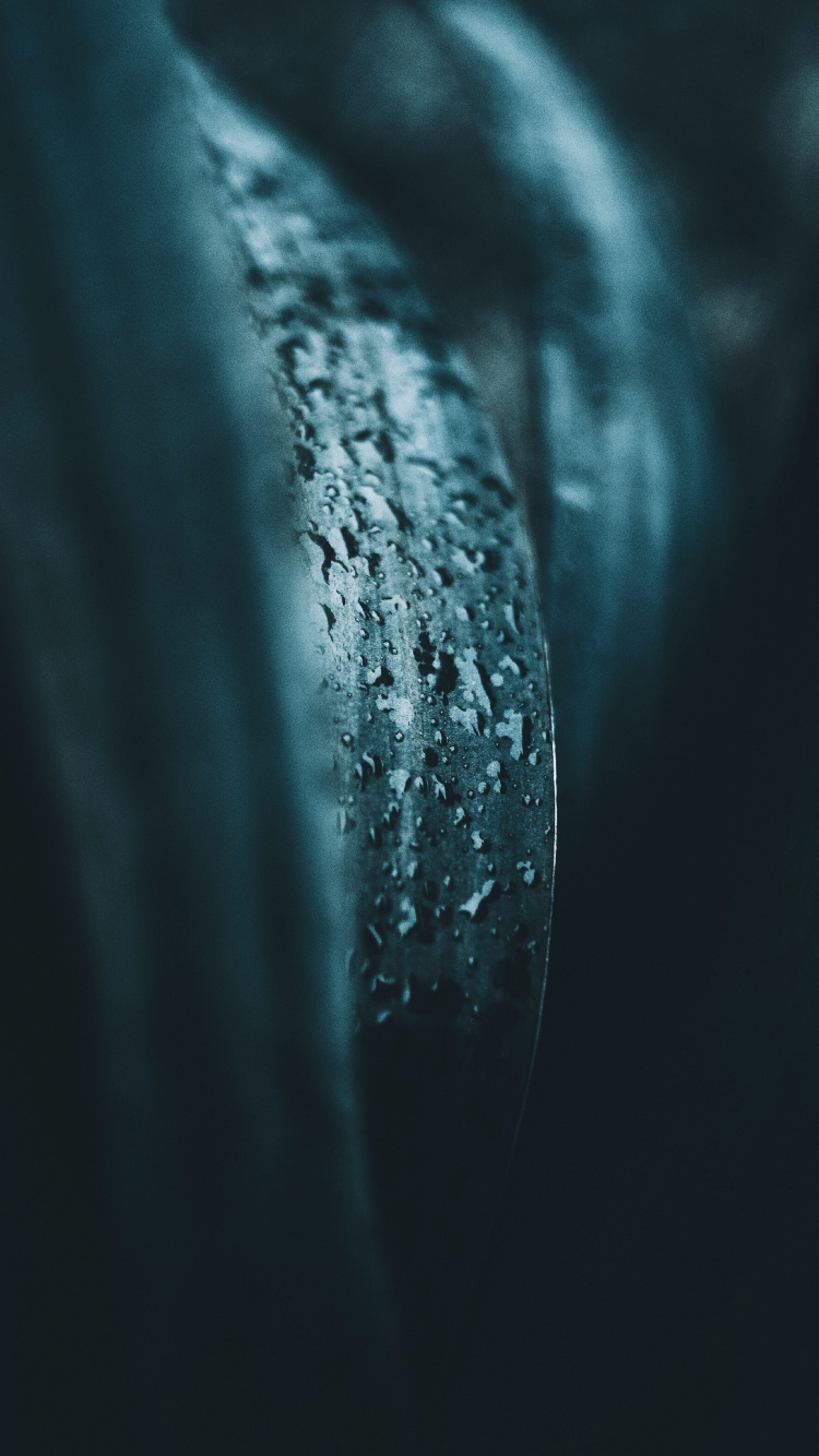 Blue, Water, Darkness, Turquoise, Tree. Wallpaper in 750x1334 Resolution