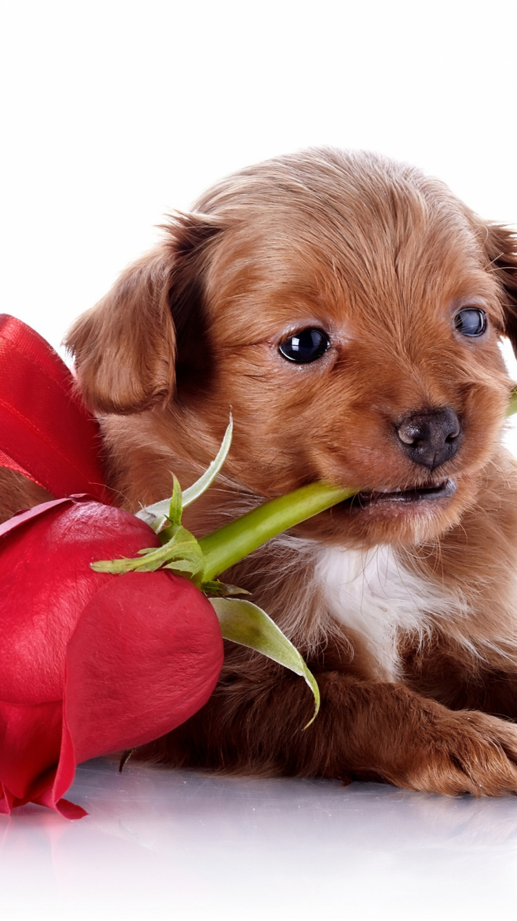 Brown Short Coated Dog With Red Rose on Mouth. Wallpaper in 750x1334 Resolution