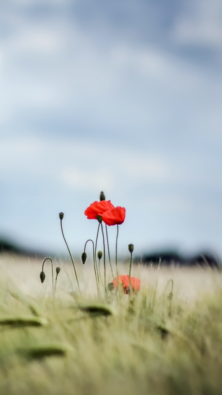 Green Grass Field During Daytime. Wallpaper in 720x1280 Resolution