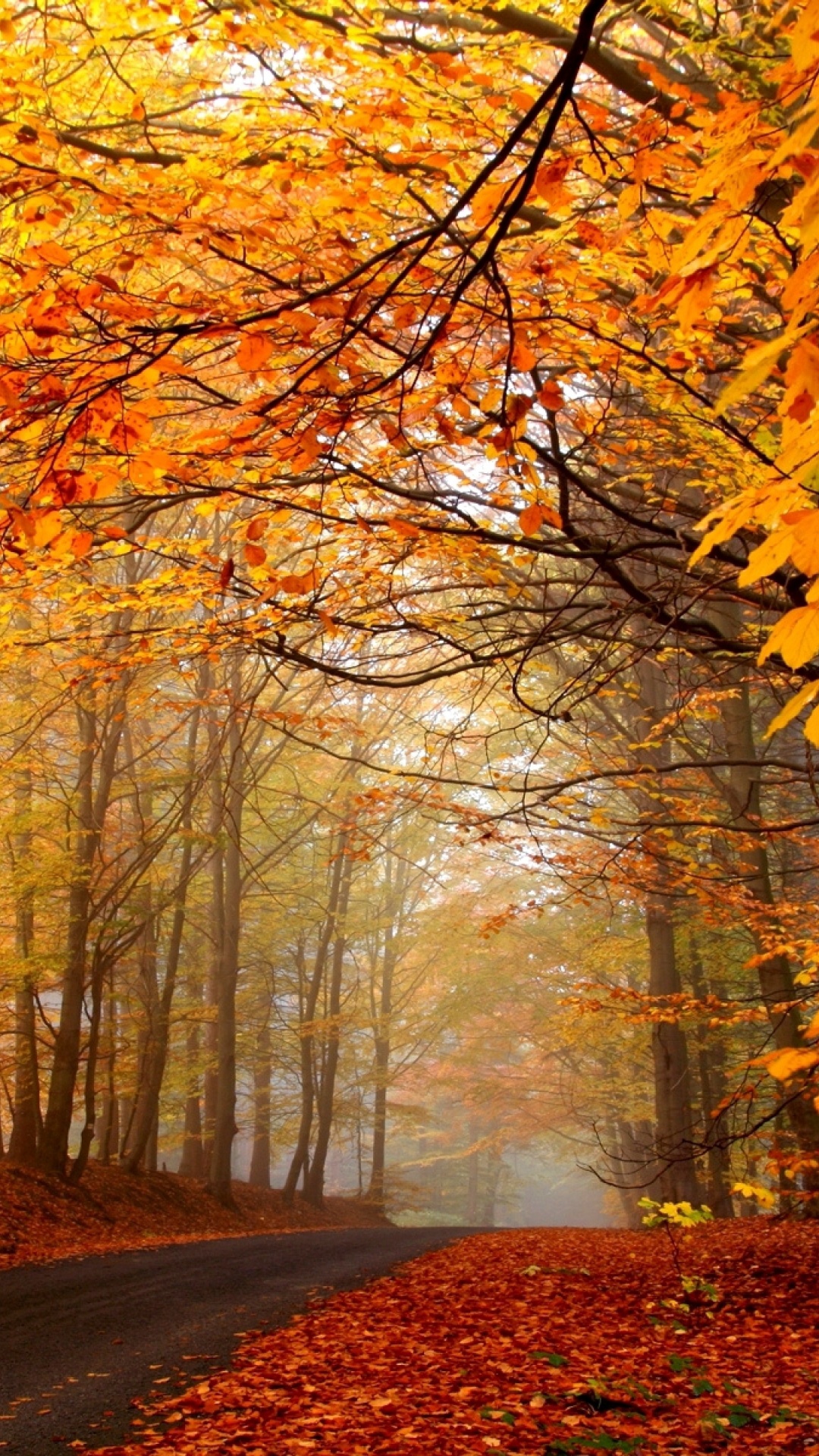 Brown Trees on Brown Soil. Wallpaper in 1080x1920 Resolution