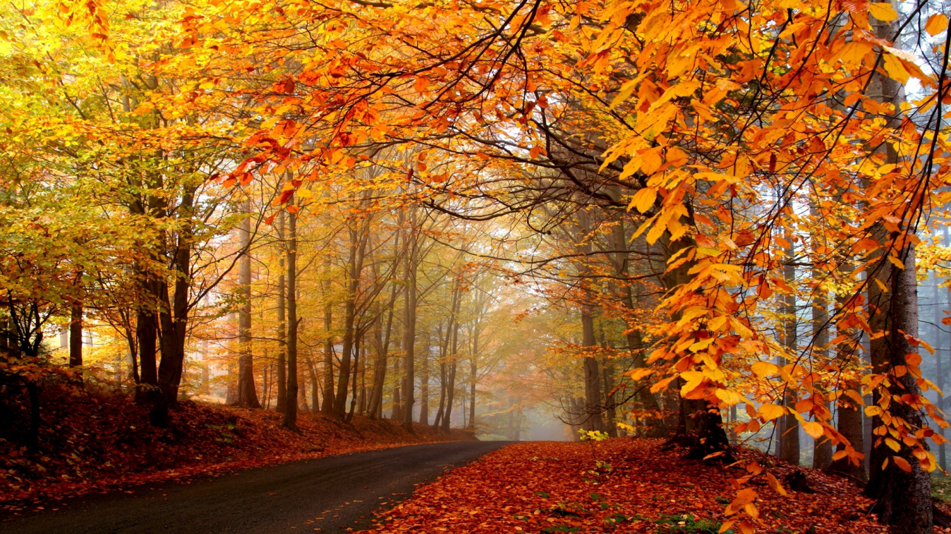 Brown Trees on Brown Soil. Wallpaper in 1366x768 Resolution