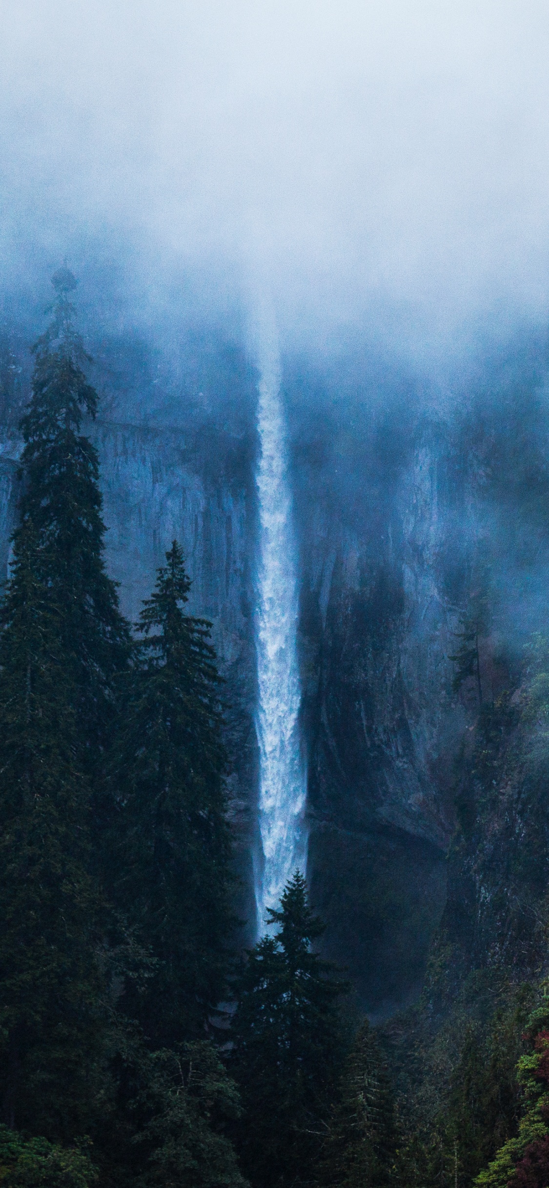 Nature, de la Mer Noire, Forêt, Biome, Atmosphère. Wallpaper in 1125x2436 Resolution