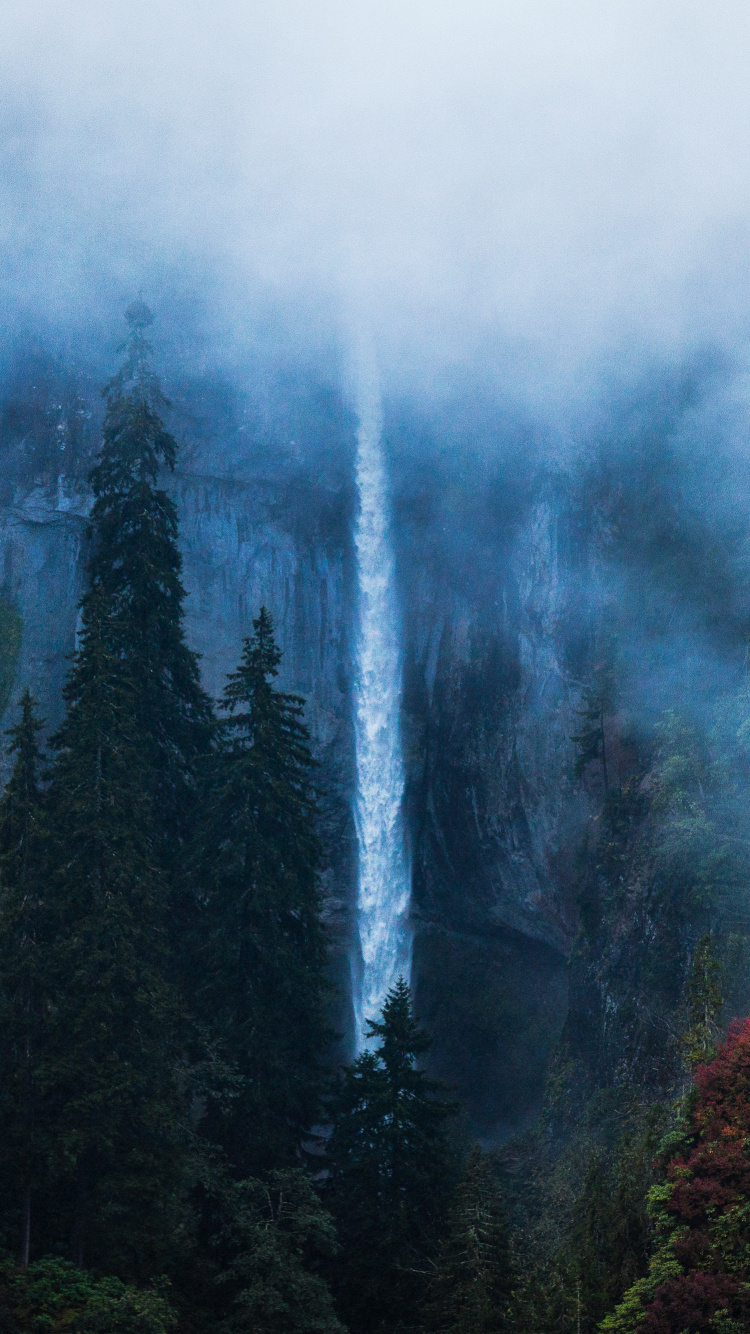 性质, 黑海, 森林, 生物群落, 气氛 壁纸 750x1334 允许