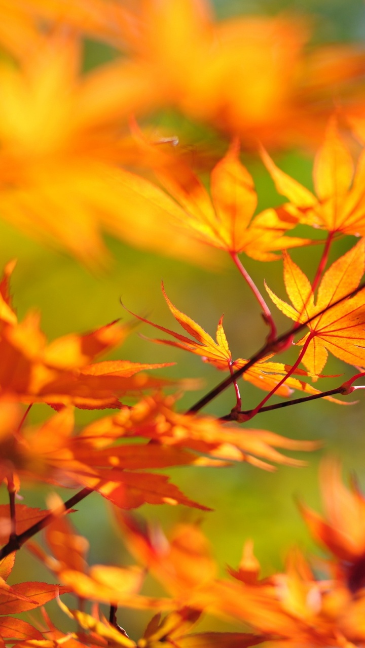 Feuilles Jaunes et Brunes Pendant la Journée. Wallpaper in 720x1280 Resolution