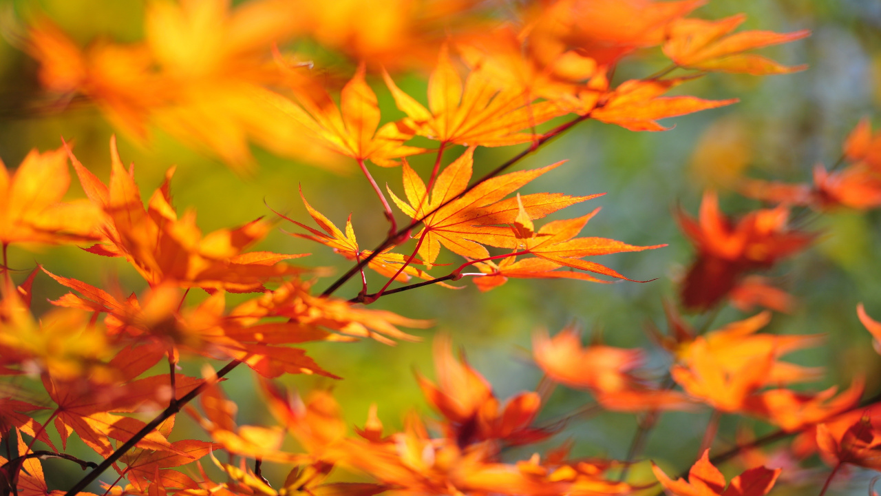 Gelbe Und Braune Blätter Tagsüber. Wallpaper in 1280x720 Resolution