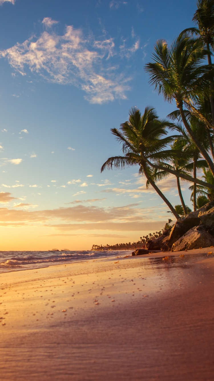 Palmier Sur la Plage au Coucher du Soleil. Wallpaper in 750x1334 Resolution