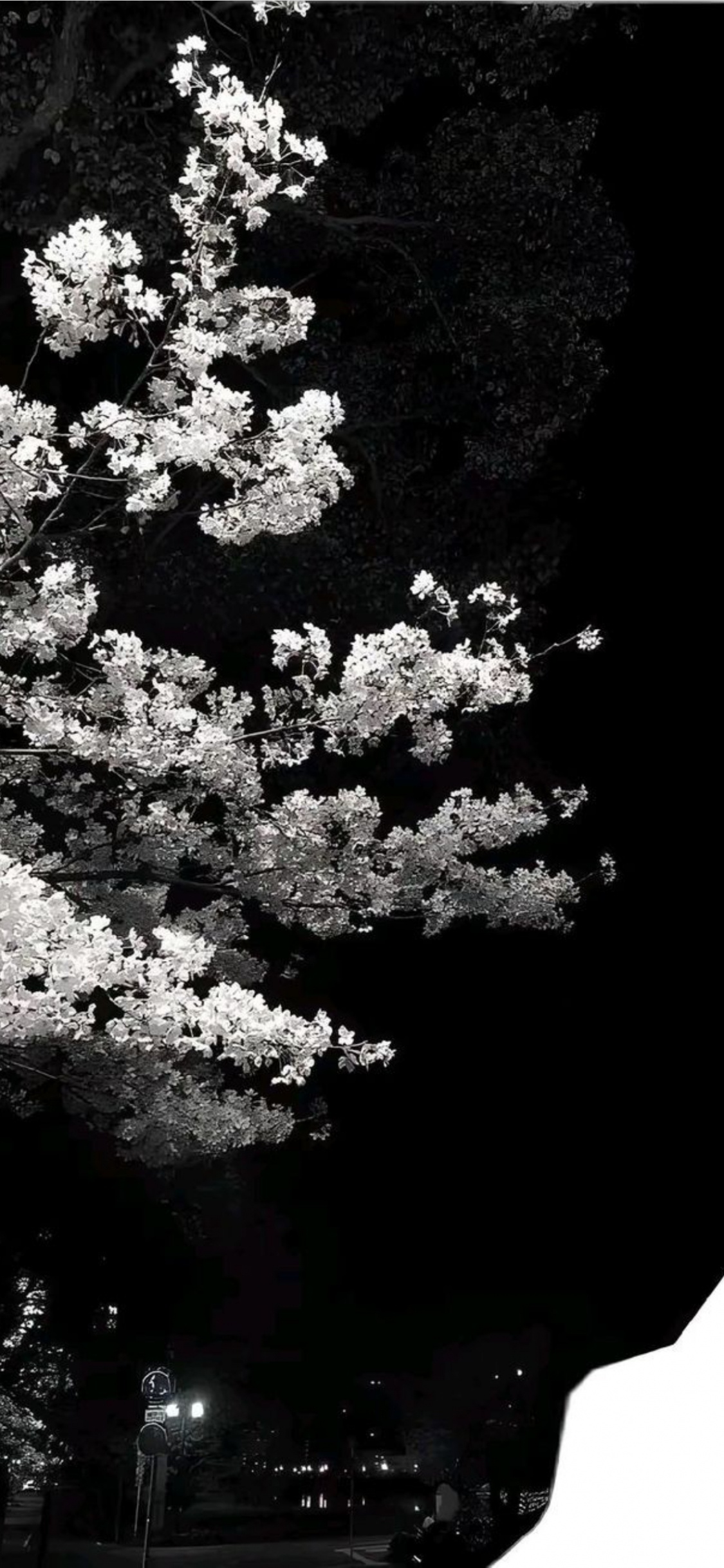 樱花, 想法, 开花, 白色, 树枝 壁纸 1125x2436 允许