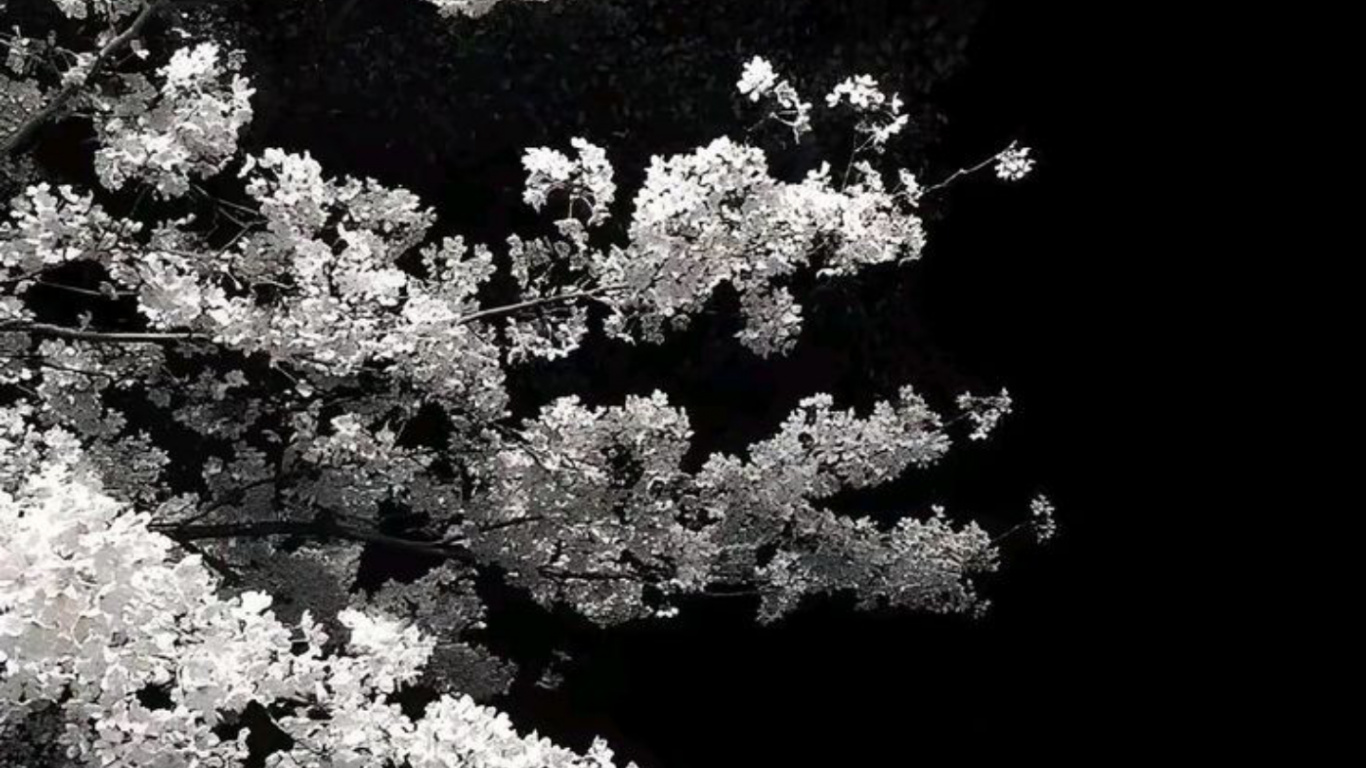 樱花, 想法, 开花, 白色, 树枝 壁纸 1366x768 允许