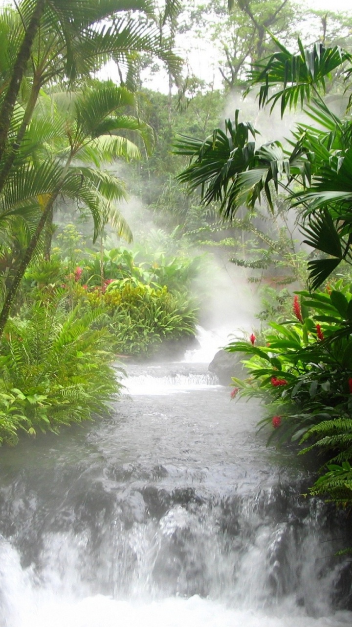 Tagsüber Grüne Bäume am Fluss. Wallpaper in 720x1280 Resolution