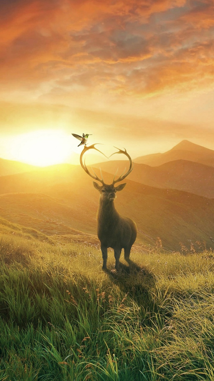 Brown Deer on Green Grass Field During Daytime. Wallpaper in 720x1280 Resolution