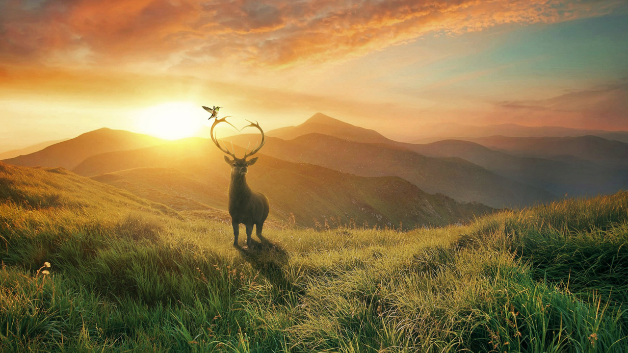 Cerf Brun Sur Terrain D'herbe Verte Pendant la Journée. Wallpaper in 1280x720 Resolution