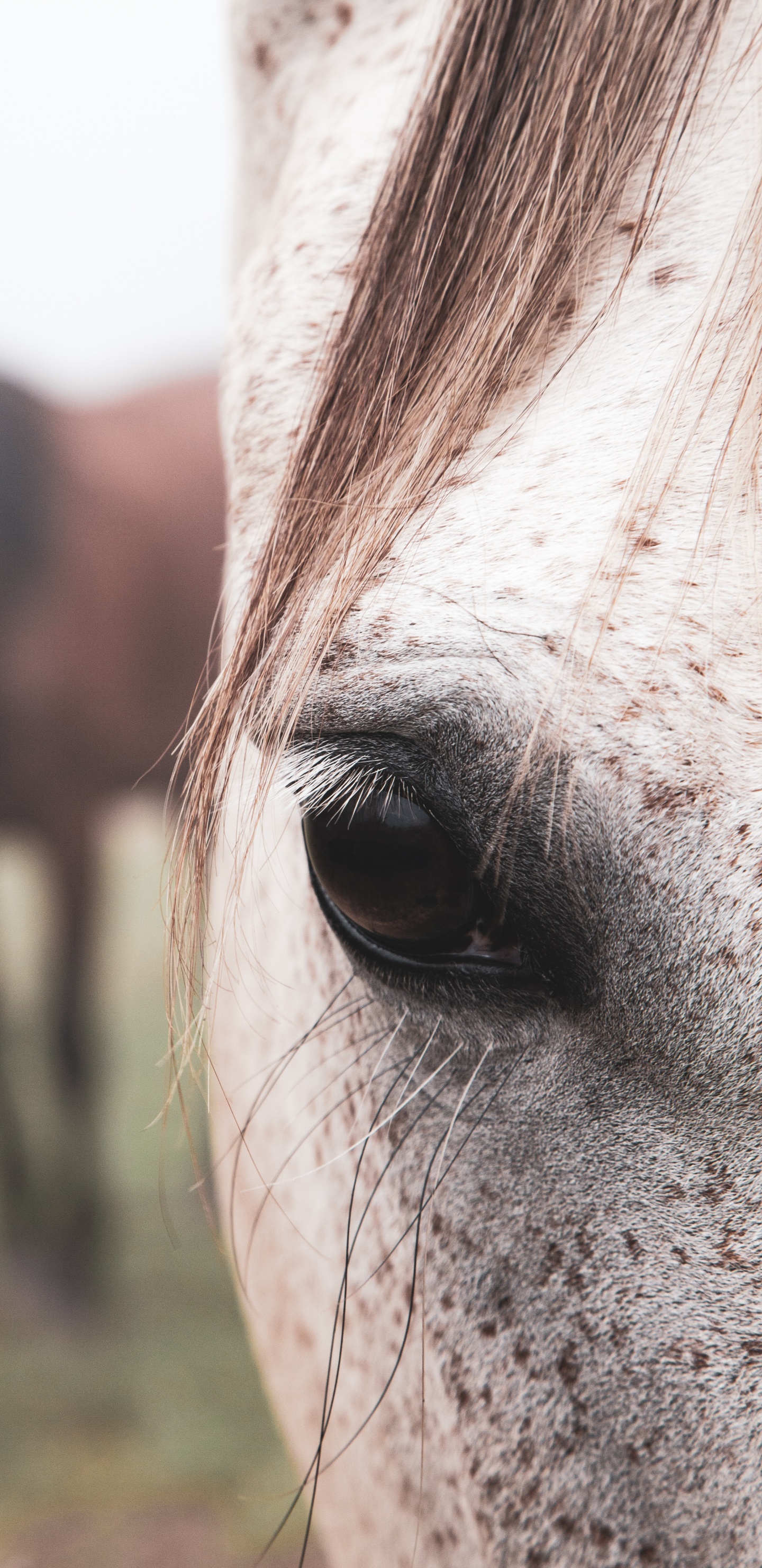 Horse, Hair, Face, Eye, Nose. Wallpaper in 1440x2960 Resolution