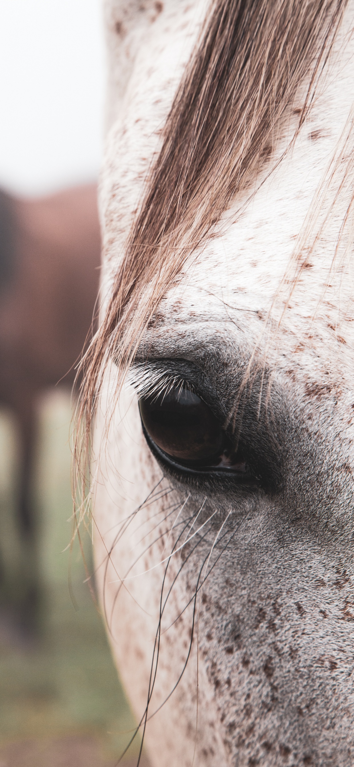 Cabello, Nariz, Cabeza, Animal, Caballo. Wallpaper in 1242x2688 Resolution