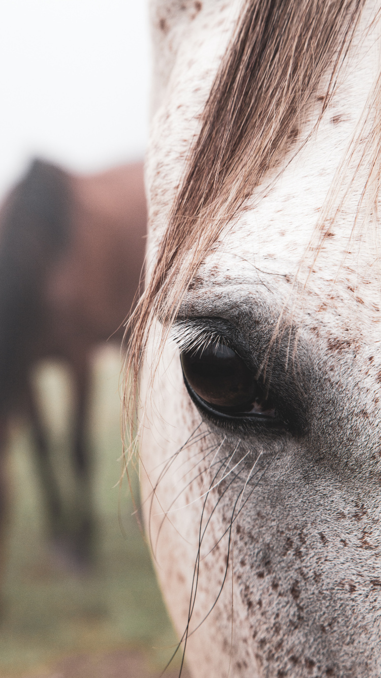 Cabello, Nariz, Cabeza, Animal, Caballo. Wallpaper in 750x1334 Resolution