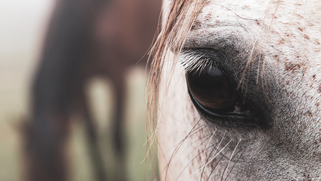 Cheveu, Face, Nez, Tête, Animal. Wallpaper in 1280x720 Resolution