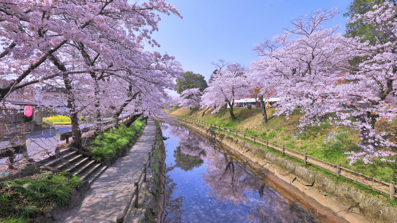 White Cherry Blossom Trees Beside River. Wallpaper in 1280x720 Resolution