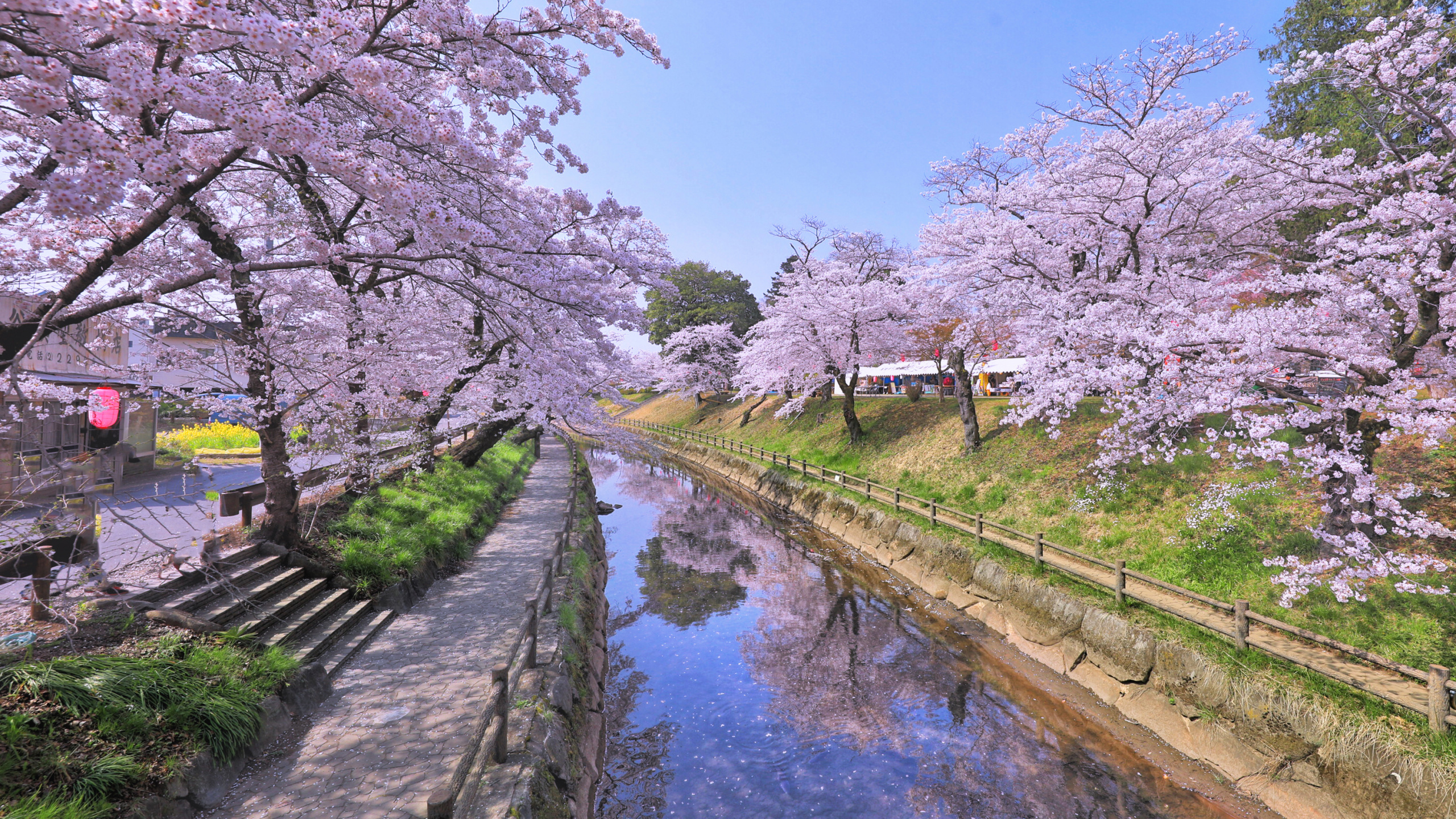 White Cherry Blossom Trees Beside River. Wallpaper in 2560x1440 Resolution