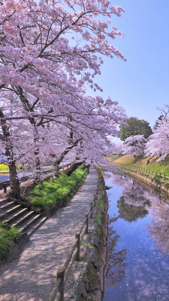 White Cherry Blossom Trees Beside River. Wallpaper in 720x1280 Resolution