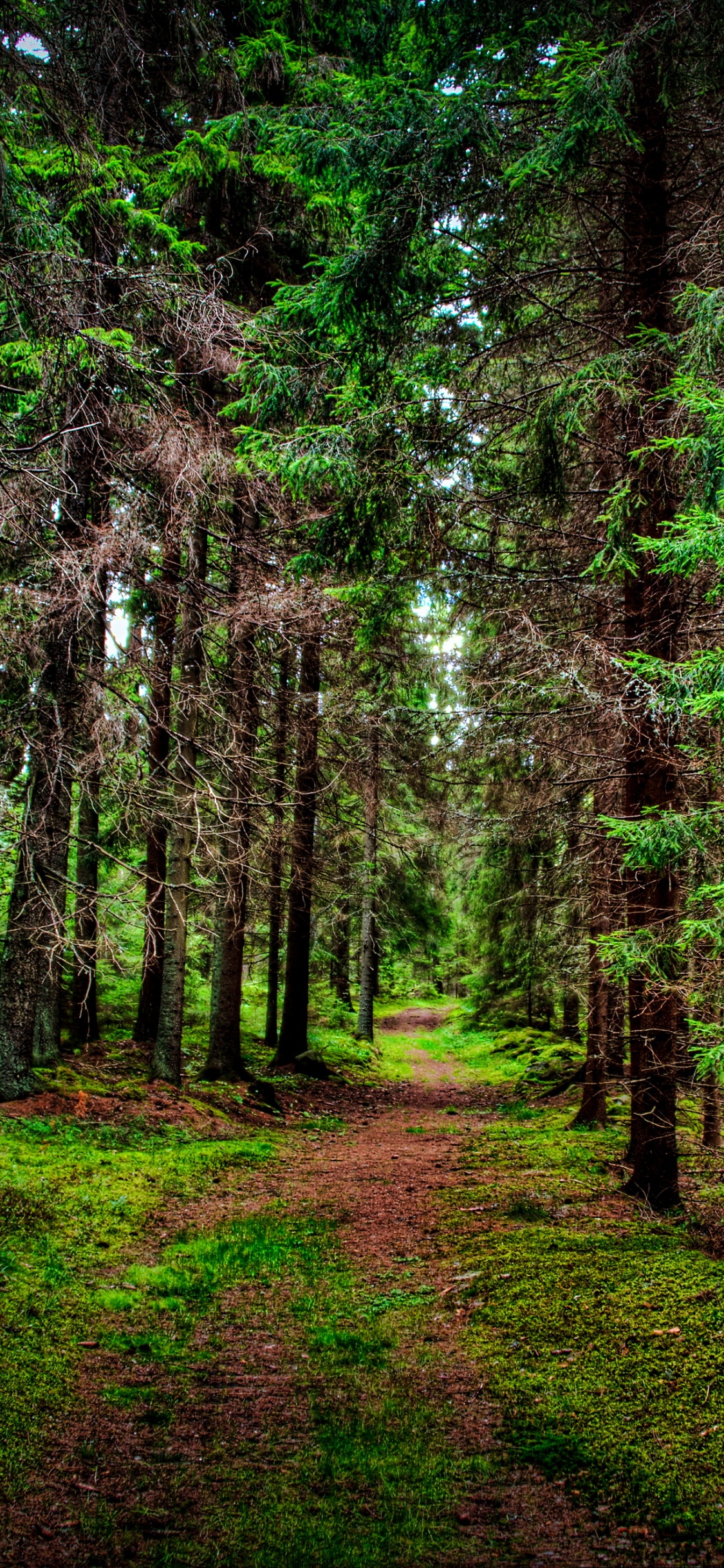Green Trees on Green Grass Field During Daytime. Wallpaper in 1125x2436 Resolution