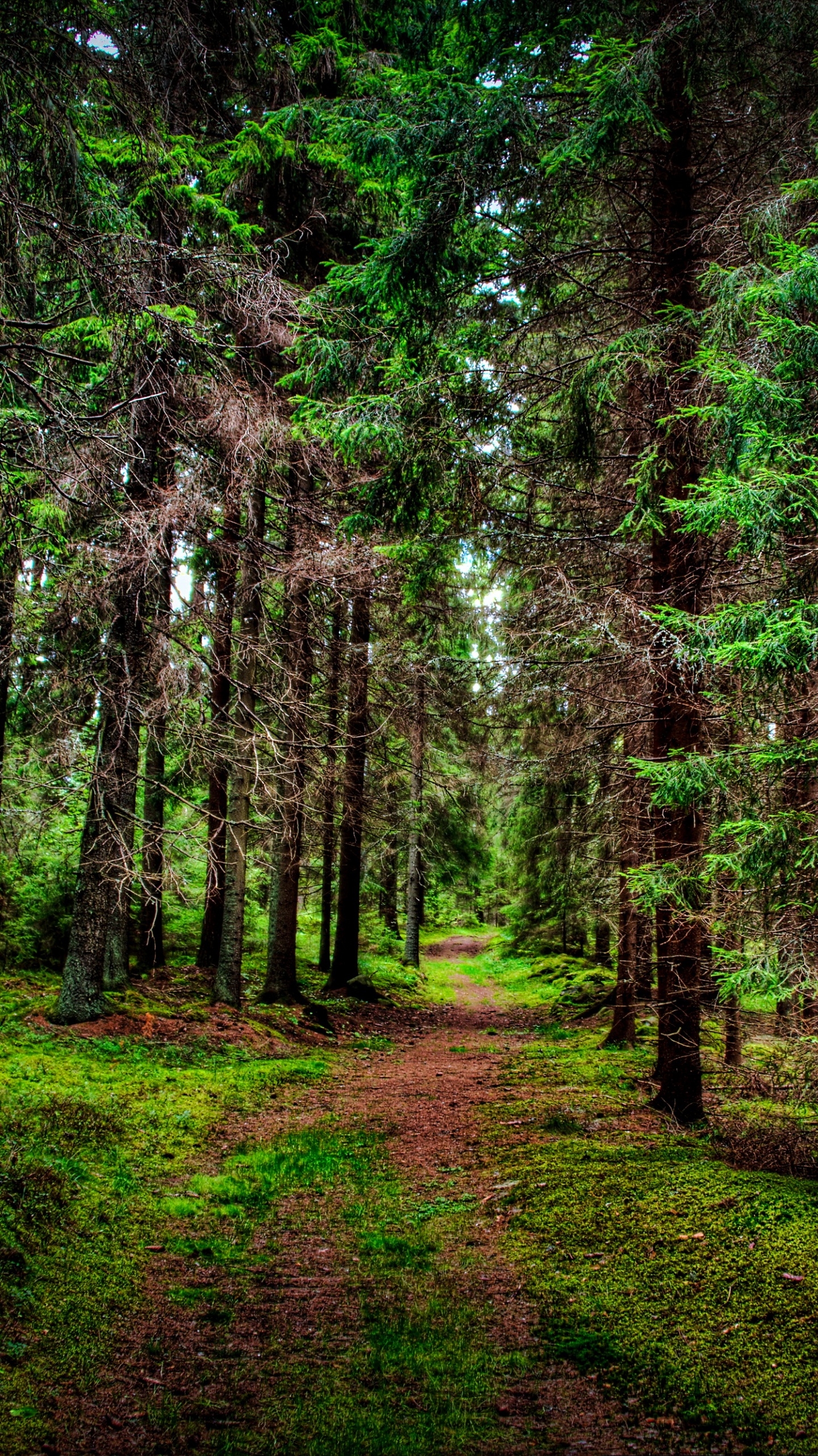 Green Trees on Green Grass Field During Daytime. Wallpaper in 1440x2560 Resolution