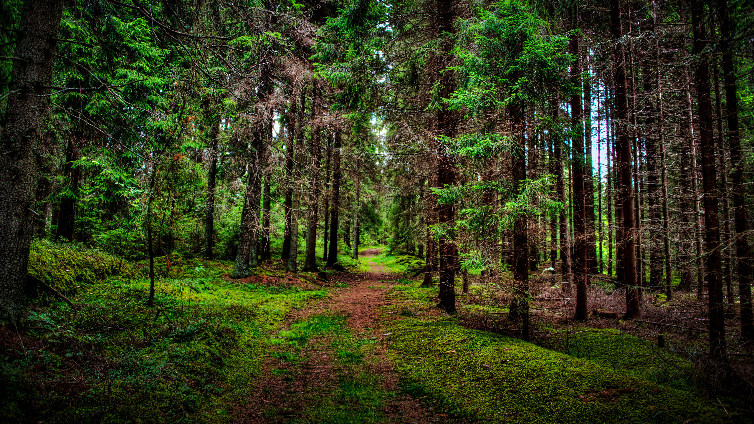 Green Trees on Green Grass Field During Daytime. Wallpaper in 2560x1440 Resolution