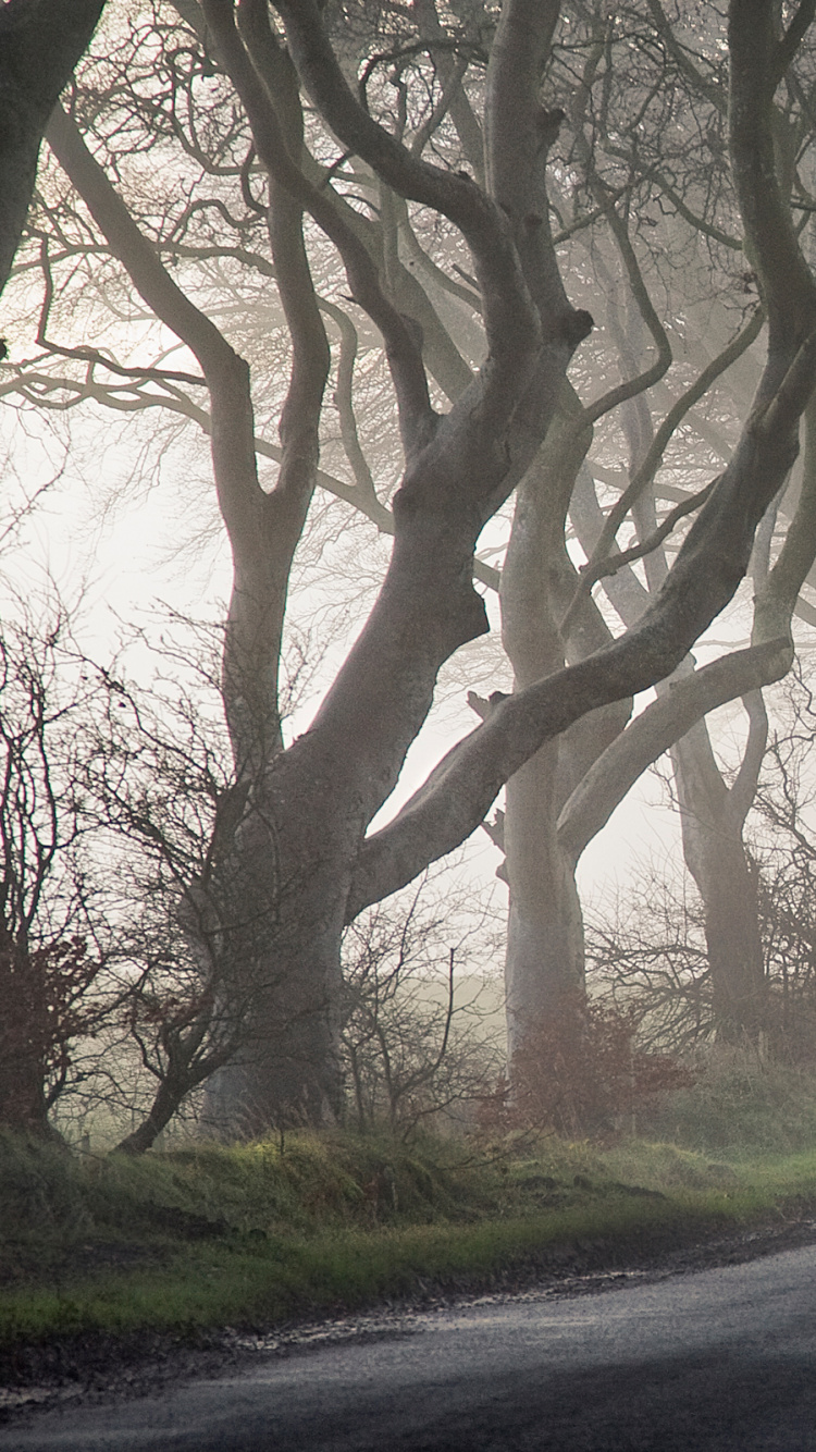 Camino Gris Entre Árboles Durante el Día. Wallpaper in 750x1334 Resolution
