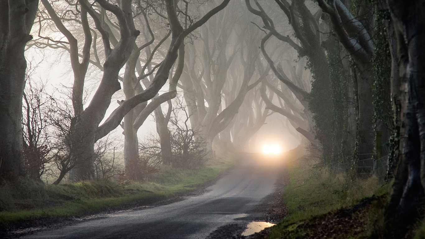 Gray Road Between Trees During Daytime. Wallpaper in 1366x768 Resolution
