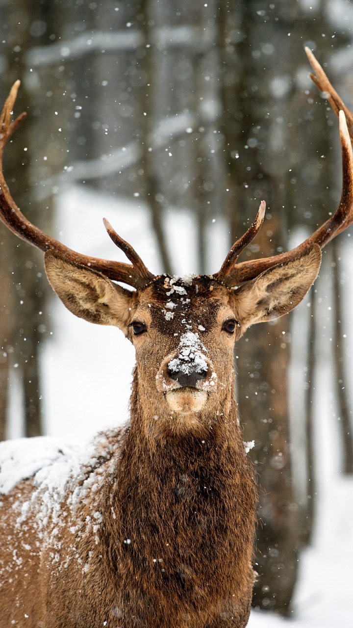 Brown Deer on Snow Covered Ground During Daytime. Wallpaper in 720x1280 Resolution