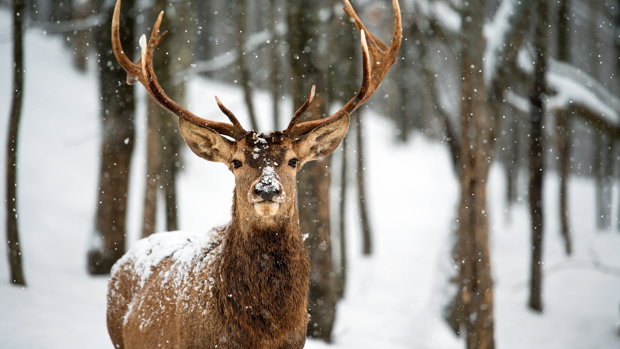 Cerf Brun Sur un Sol Couvert de Neige Pendant la Journée. Wallpaper in 1280x720 Resolution