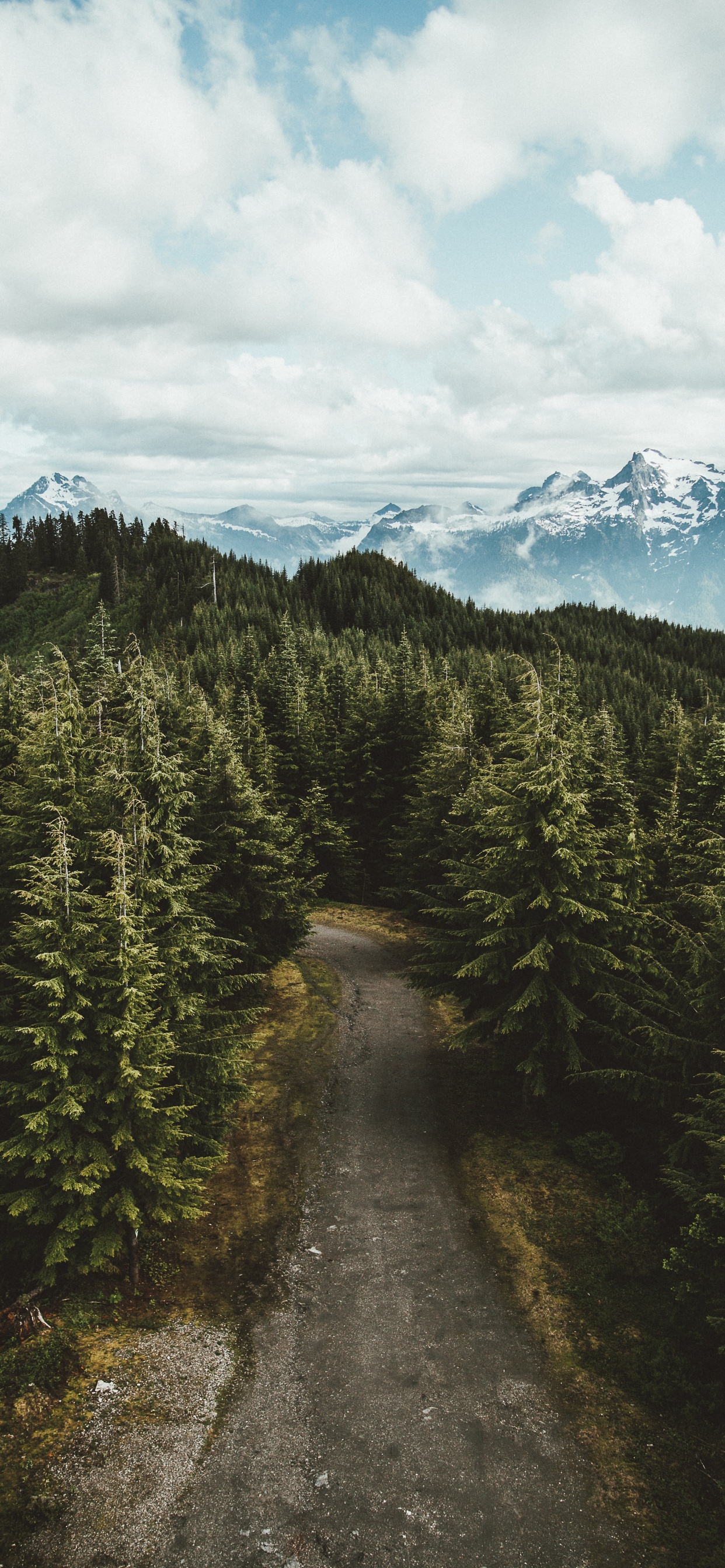 Naturaleza, Desierto, Abetos Del Bosque de Abetos, El Abeto Balsámico. Wallpaper in 1242x2688 Resolution