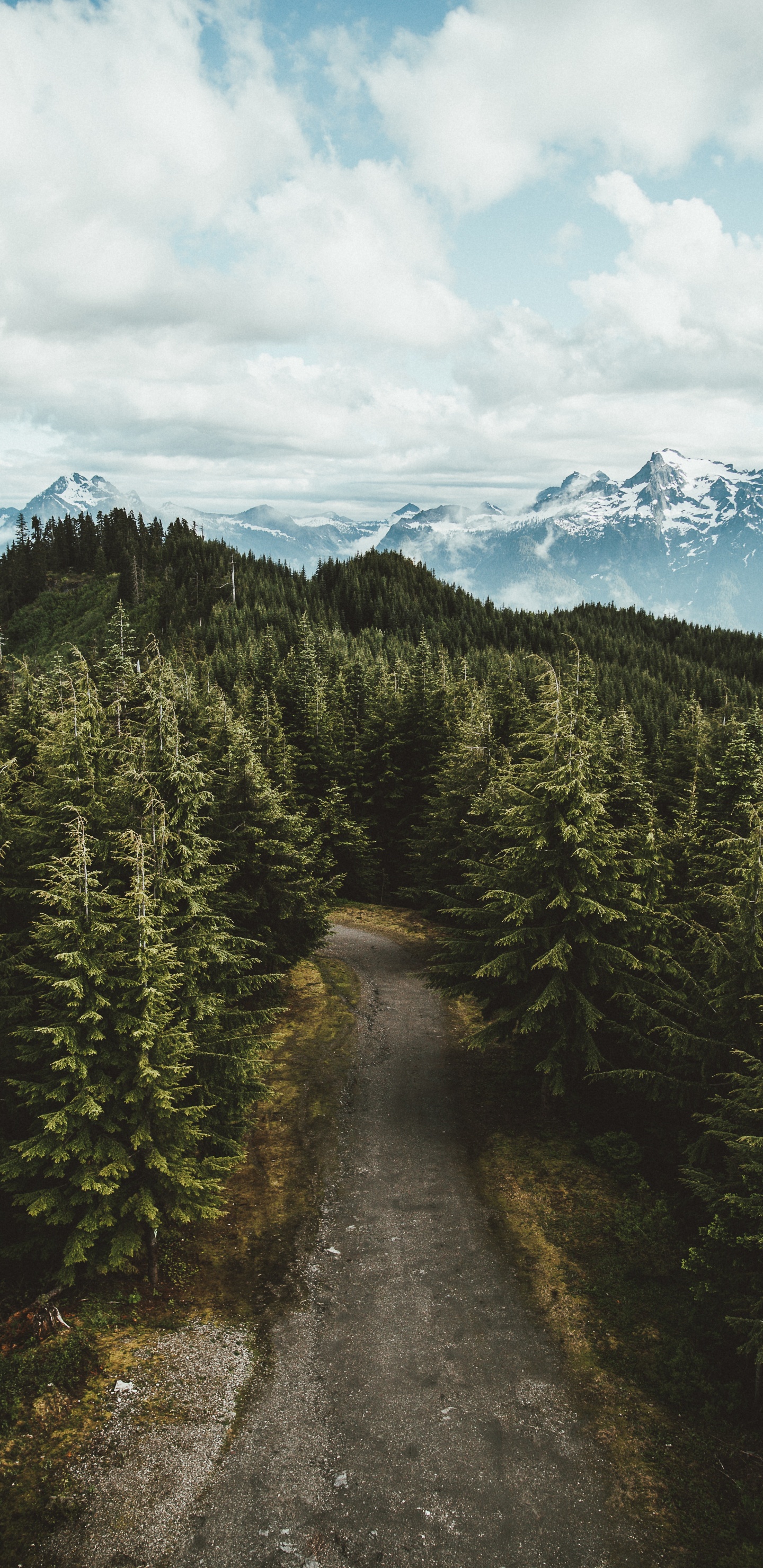 Naturaleza, Desierto, Abetos Del Bosque de Abetos, El Abeto Balsámico. Wallpaper in 1440x2960 Resolution
