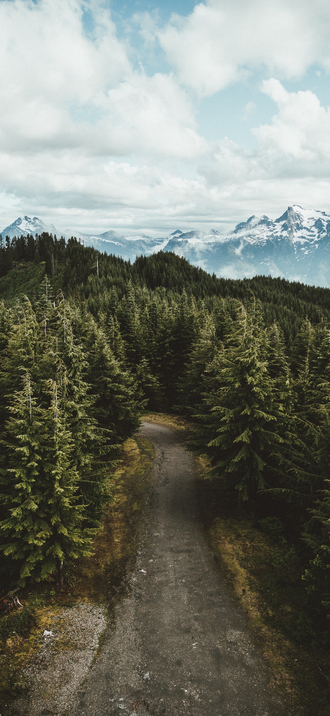 性质, 荒野, 森林, 苦瓜杉 壁纸 1125x2436 允许