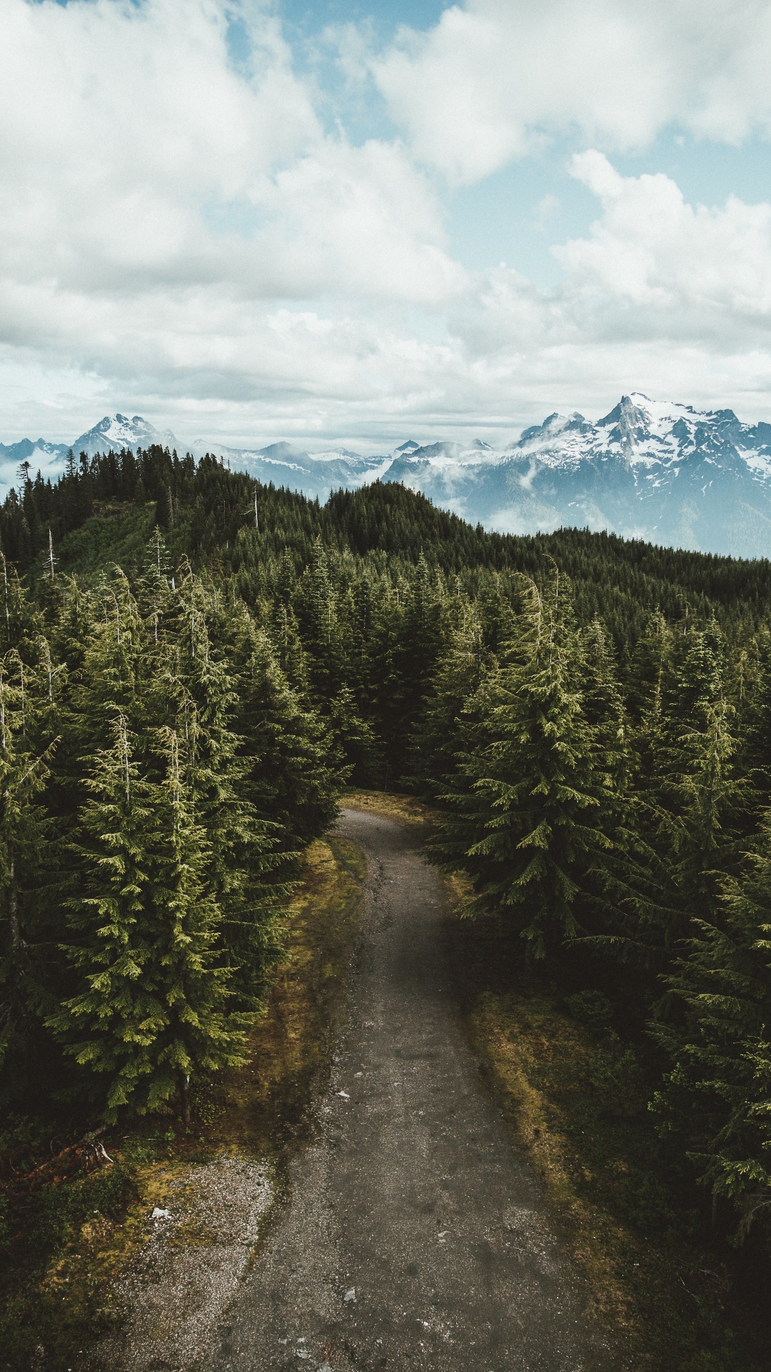 Nature, Wilderness, Tree, Spruce Fir Forest, Forest. Wallpaper in 1080x1920 Resolution