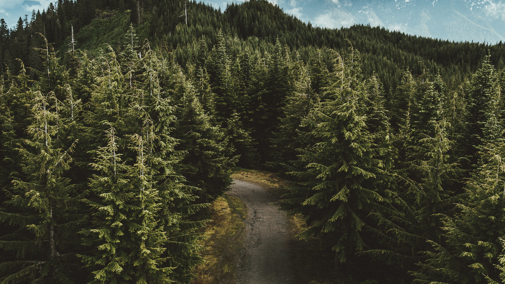 Nature, Wilderness, Tree, Spruce Fir Forest, Forest. Wallpaper in 1920x1080 Resolution