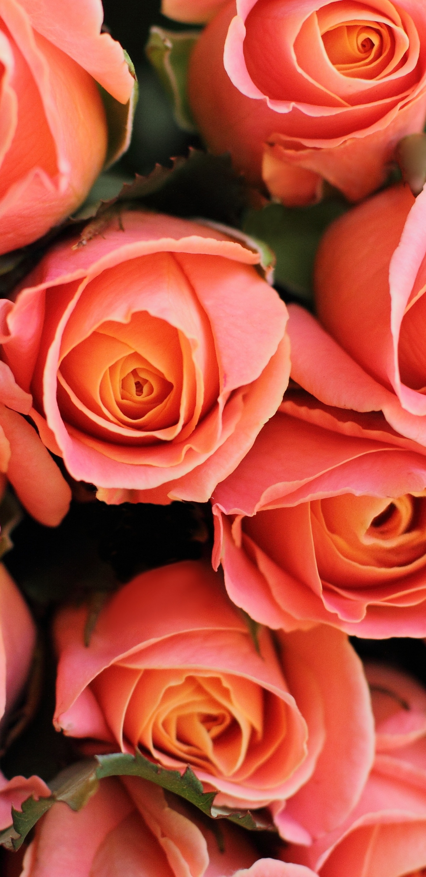 Pink Roses in Close up Photography. Wallpaper in 1440x2960 Resolution