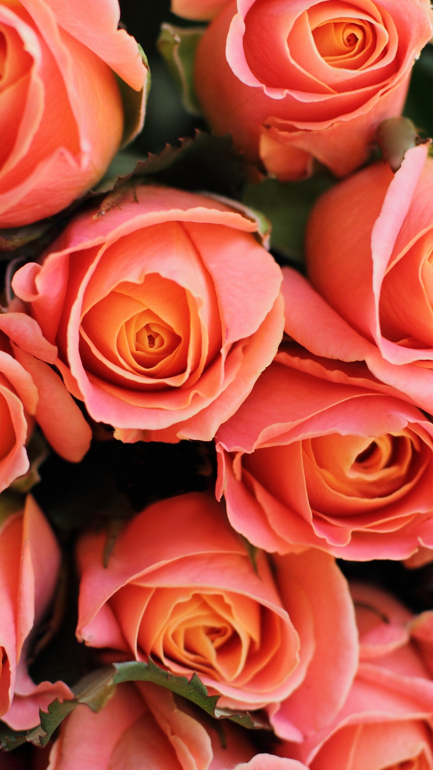 Rosas Rosadas en Fotografía de Cerca. Wallpaper in 1440x2560 Resolution