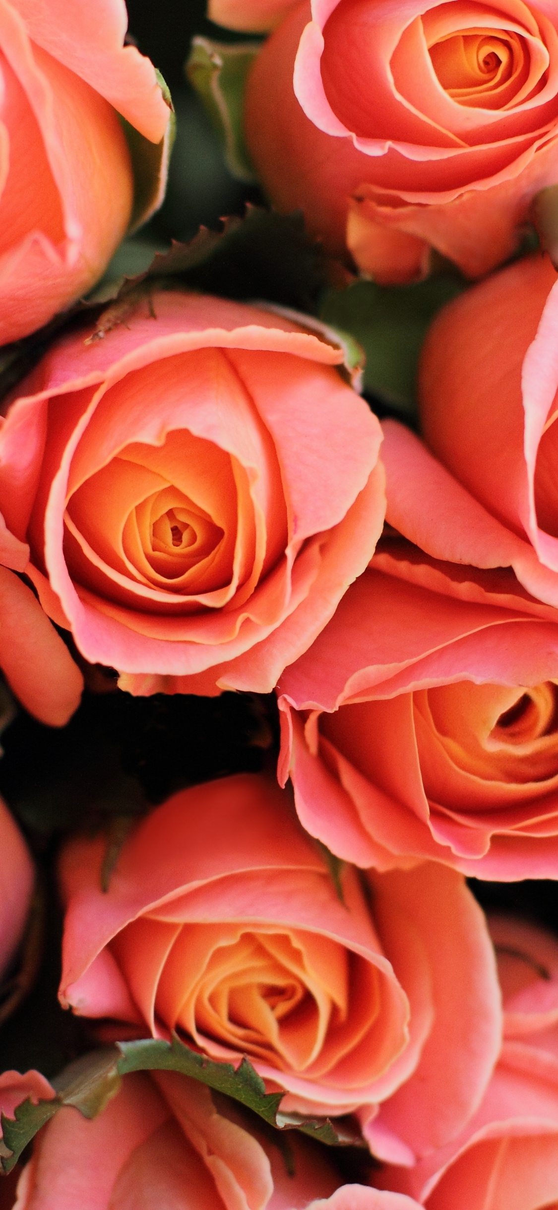 玫瑰花园, 显花植物, 多花, 粉红色, 切花 壁纸 1125x2436 允许