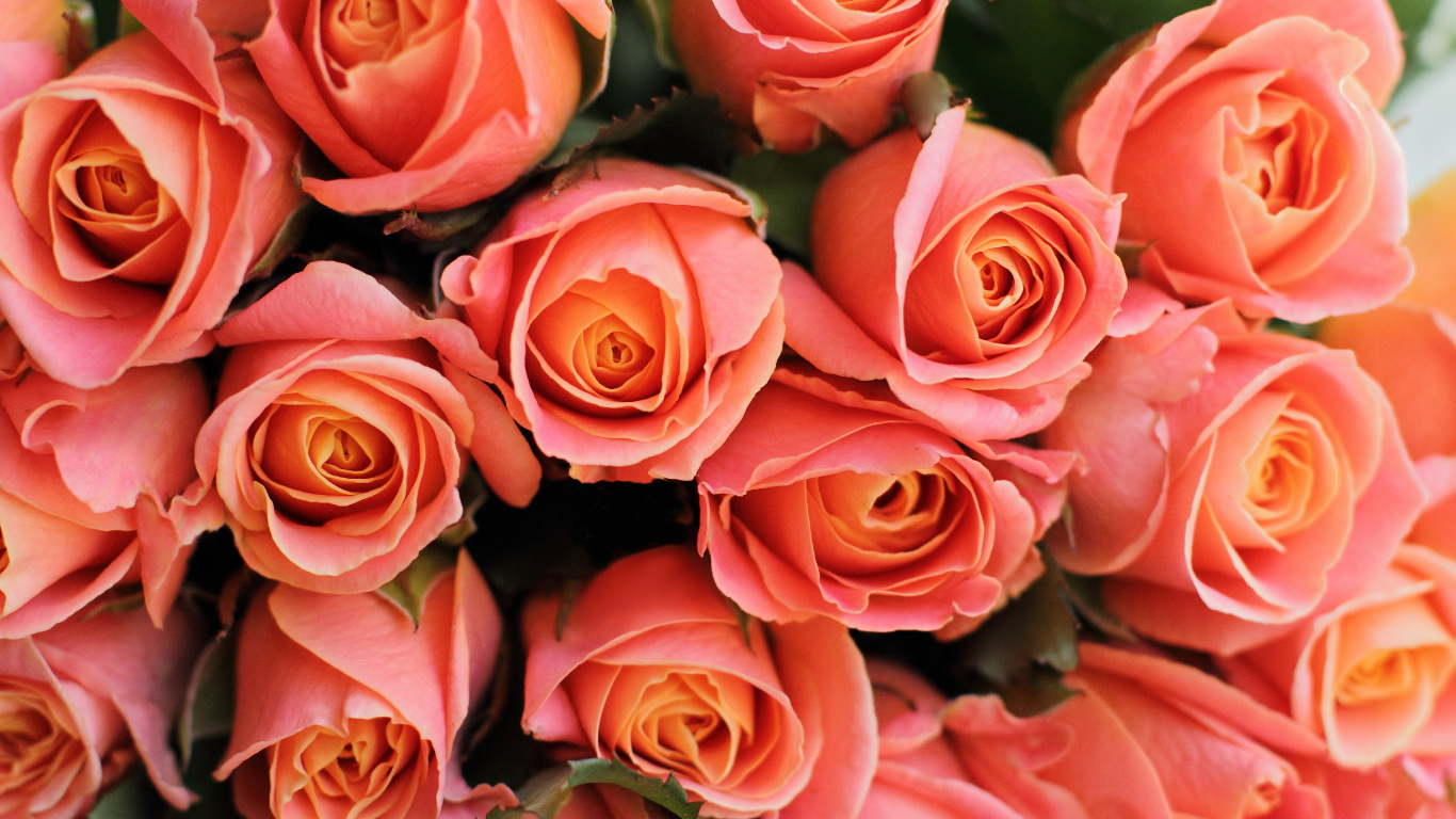 玫瑰花园, 显花植物, 多花, 粉红色, 切花 壁纸 1366x768 允许