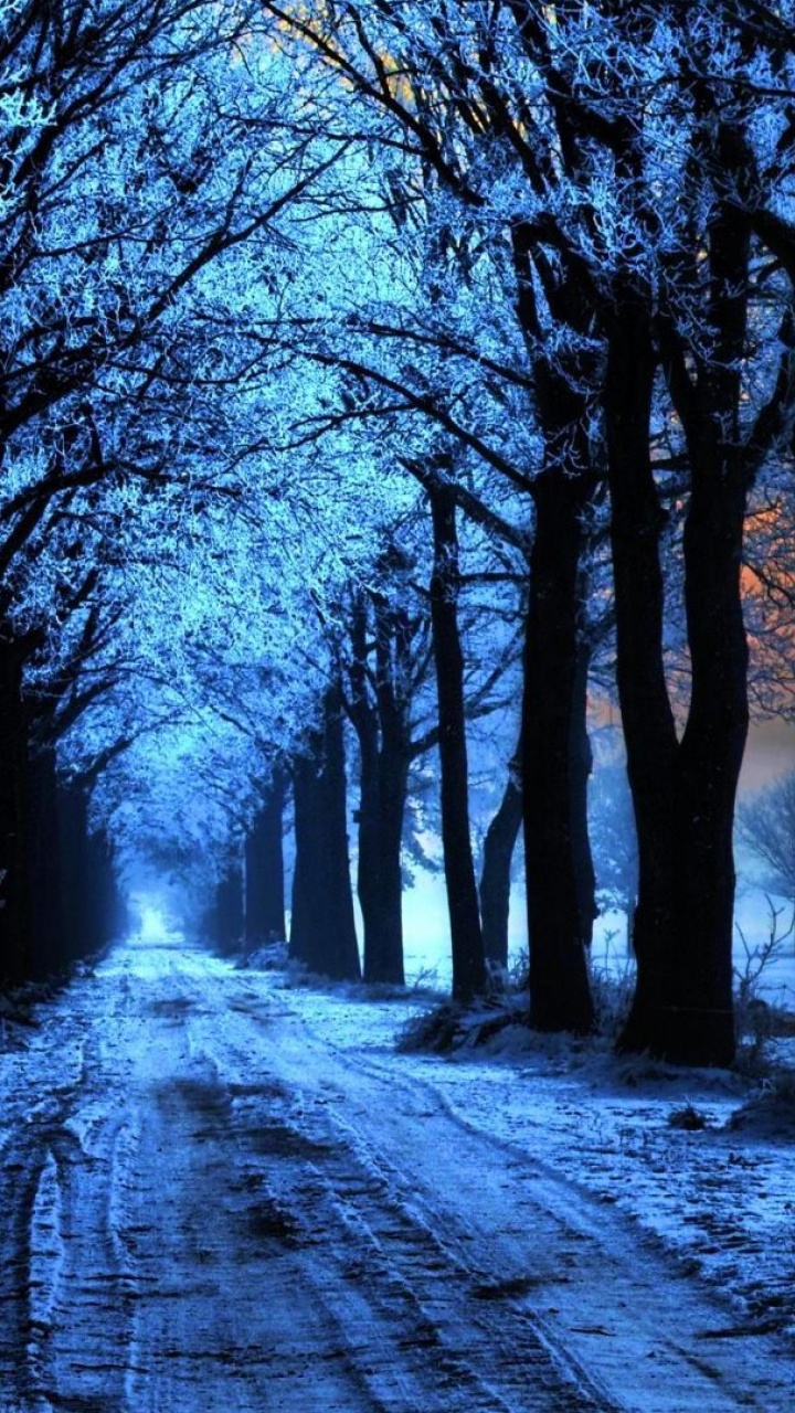 Leafless Trees on Snow Covered Ground During Sunset. Wallpaper in 720x1280 Resolution