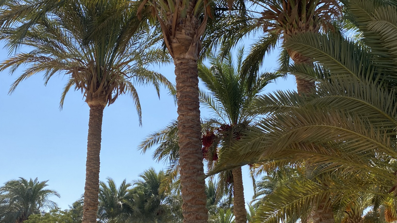 Date Palm, Babassu, Palm Trees, Plants, Biology. Wallpaper in 1280x720 Resolution