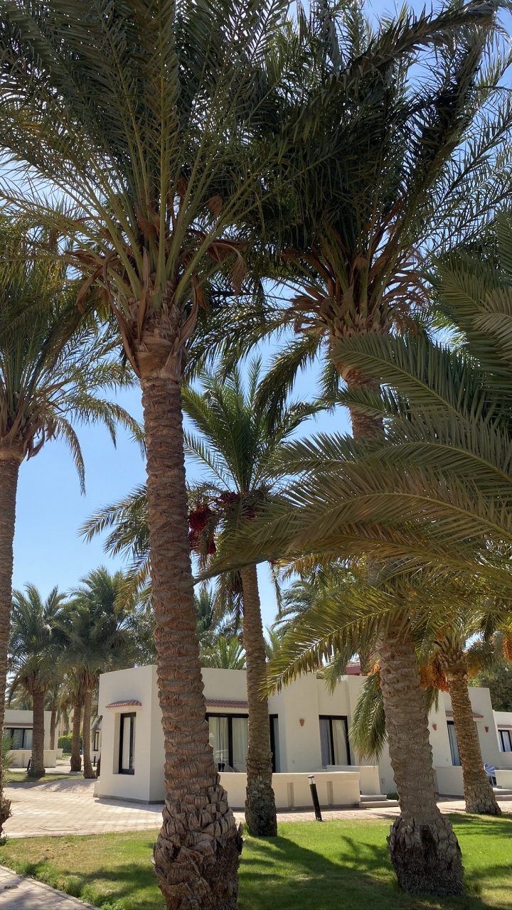 Date Palm, Babassu, Palm Trees, Plants, Biology. Wallpaper in 720x1280 Resolution